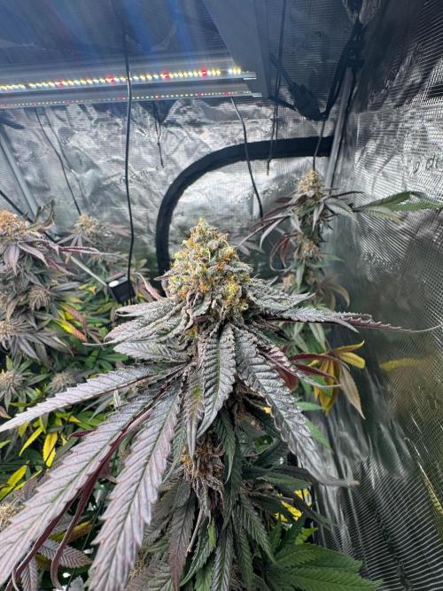 Runtz muffin. Week 16
