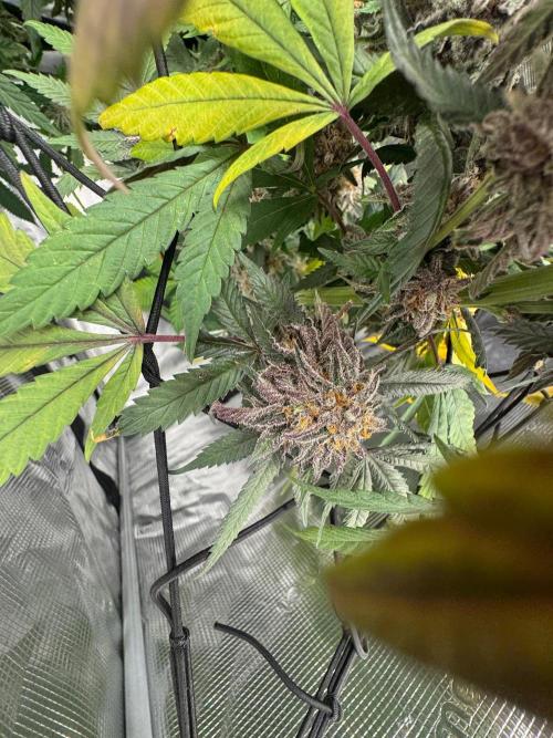 Runtz muffin. Week 16