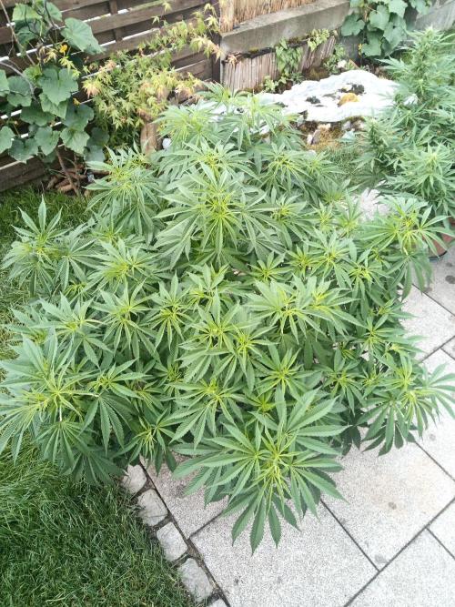 Outdoor Germany. Week 2 - LA Kush Cake Automatic 