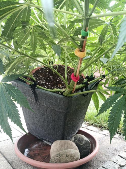 Outdoor Germany. Week 2 - LA Kush Cake Automatic