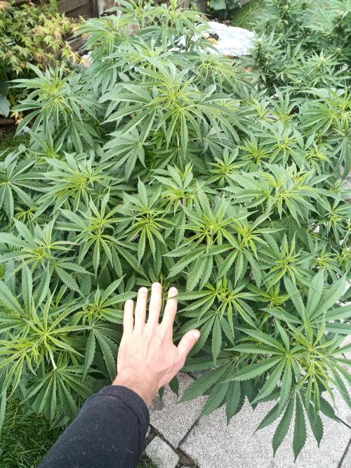 Outdoor Germany. Week 2 - LA Kush Cake Automatic week 8 from seed