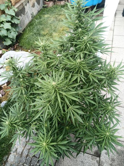 Outdoor Germany. Week 2 - Sunset Sherbet Automatic week 8 from seed 