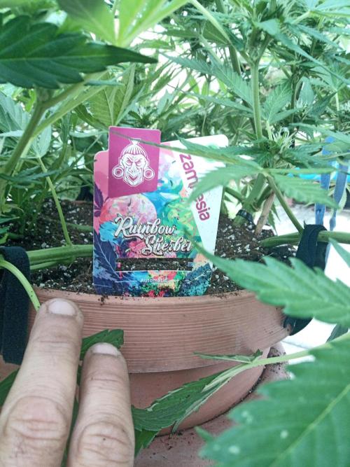 Outdoor Germany. Week 2 - Sunset Sherbet Automatic week 8 from seed 