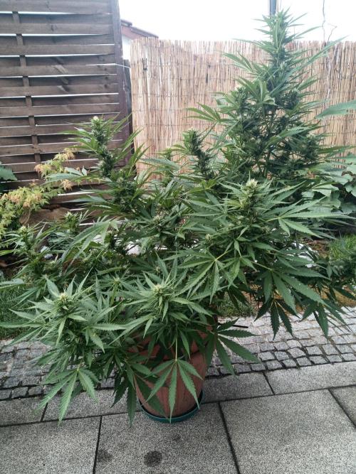 Outdoor Germany. Week 2 - Sunset Sherbet Automatic week 8 from Seed 