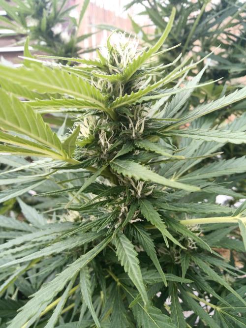 Outdoor Germany. Week 2 - Sunset Sherbet Automatic week 8 from Seed 