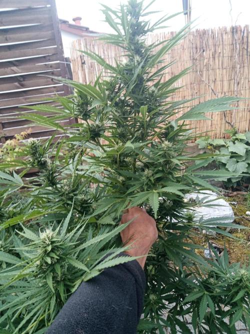 Outdoor Germany. Week 2 - Sunset Sherbet Automatic week 8 from Seed 