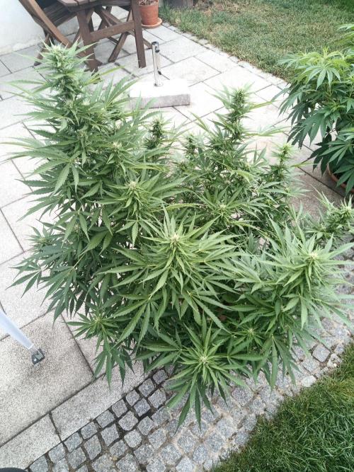 Outdoor Germany. Week 2 - Sunset Sherbet Automatic week 8 from Seed