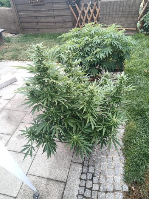 Outdoor Germany. Week 2 - Sunset Sherbet Automatic week 8 from Seed