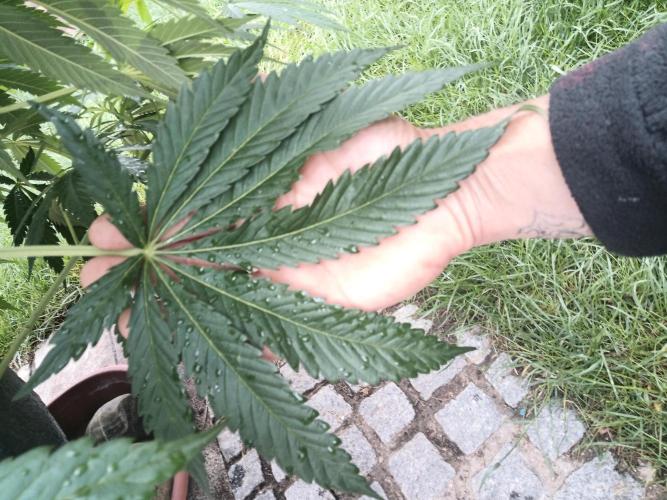 Outdoor Germany. Week 2 - LA Kush Cake 
