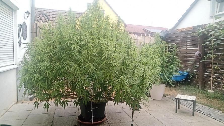 LA Kush Cake. Week 2