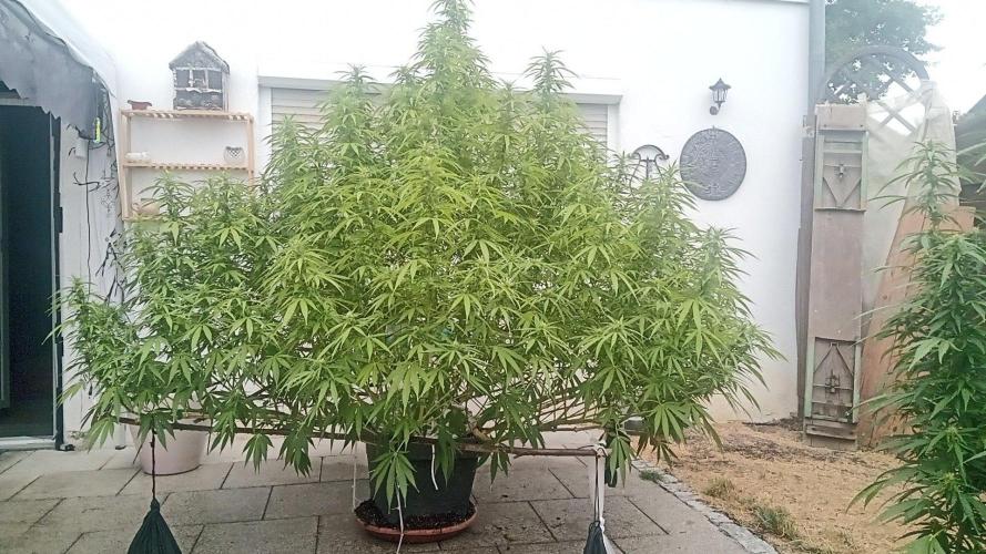 LA Kush Cake. Week 2