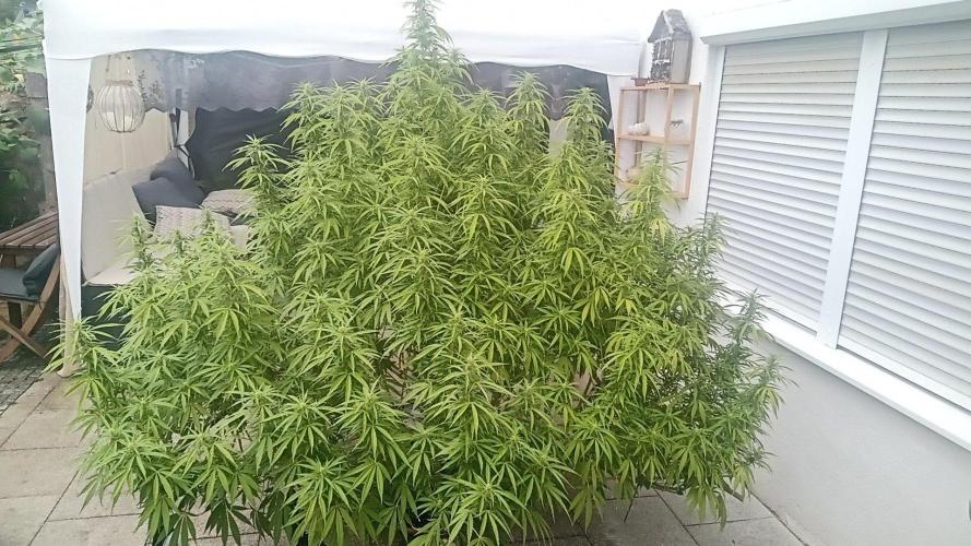 LA Kush Cake. Week 2