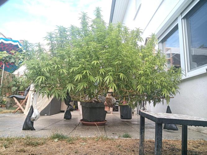 LA Kush Cake. Week 2