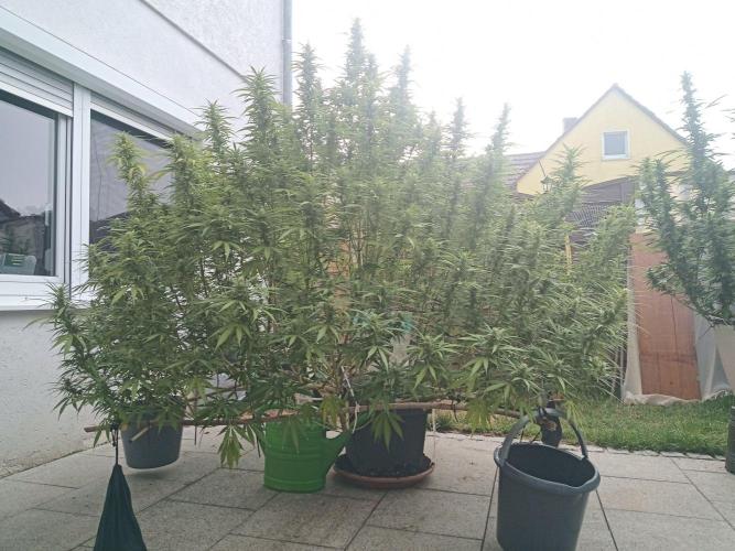 LA Kush Cake. Week 3