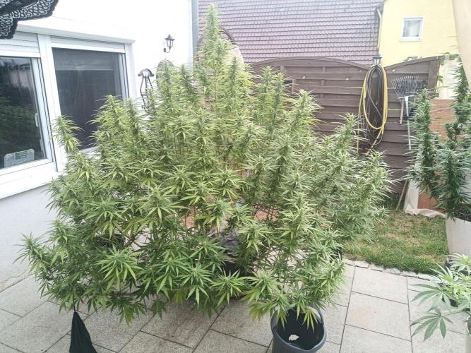 LA Kush Cake. Week 3