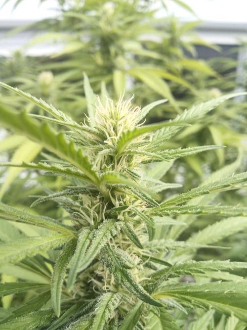 LA Kush Cake. Week 3