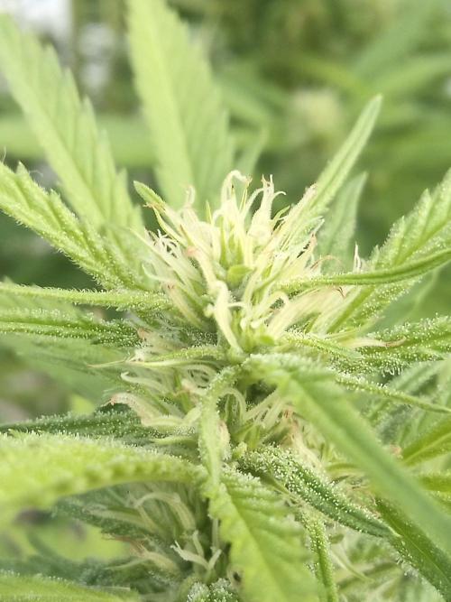 LA Kush Cake. Week 3