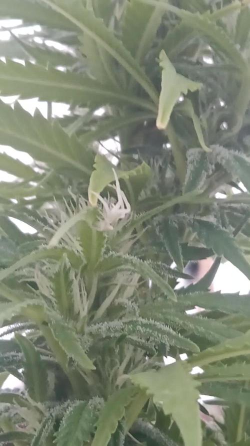 LA Kush Cake