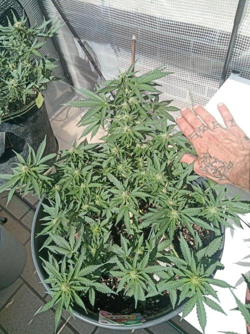 Lemon Cherry Gelato Auto ( Zamnesia ). Week 2