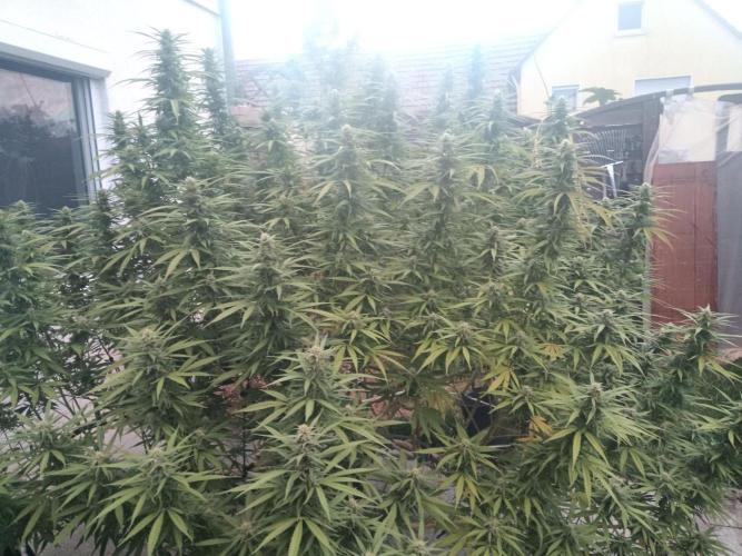 LA Kush Cake. Week 4 - Day 24 🌵 