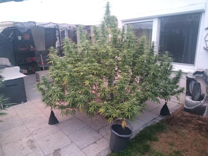 LA Kush Cake. Week 4 - Day 24 🌵