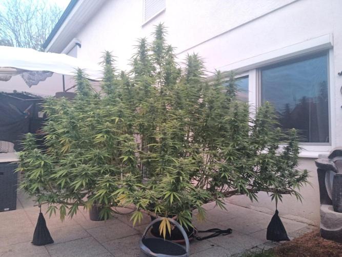 LA Kush Cake. Week 4 - Day 24 🌵