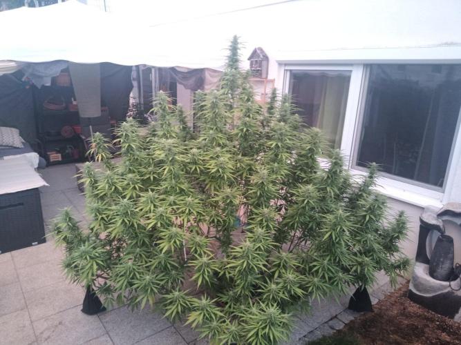 LA Kush Cake. Week 4 - Day 24 🌵