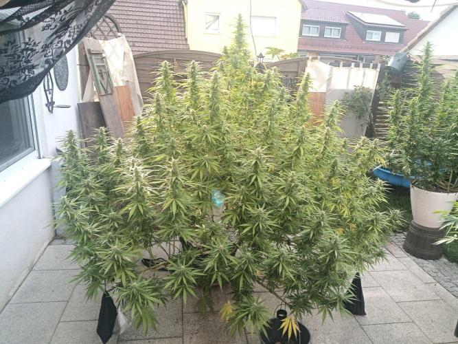 LA Kush Cake. Week 4 - Day 24 🌵