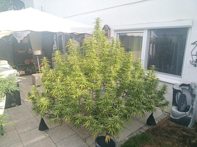 LA Kush Cake. Week 4 - Day 24 🌵