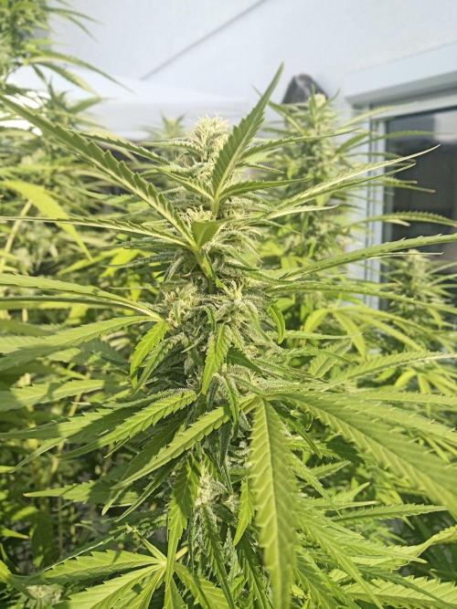 LA Kush Cake. Week 4 - Day 24 🌵
