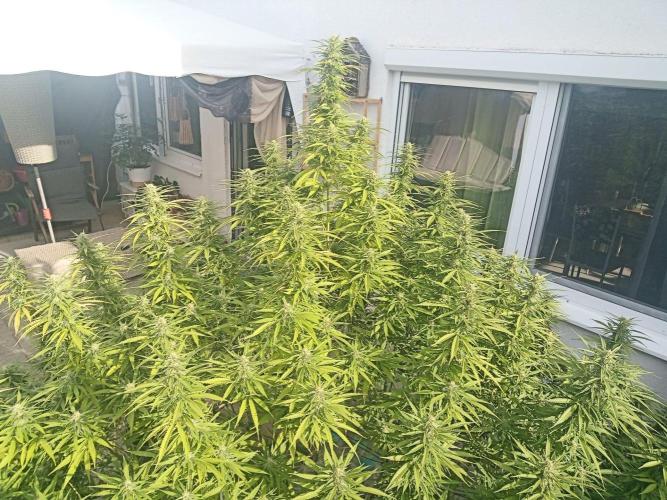 LA Kush Cake. Week 4 - Day 24 🌵