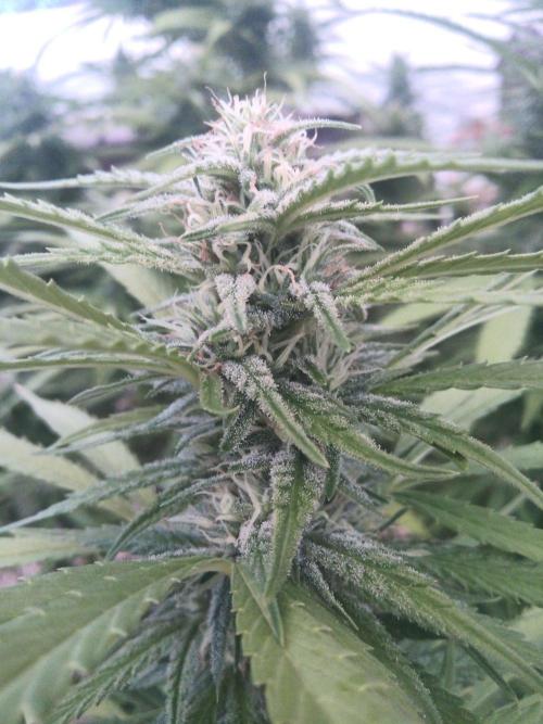 LA Kush Cake. Week 4 - Day 24 🌵