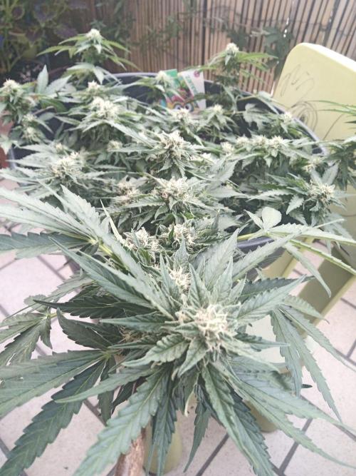 Lemon Cherry Gelato Auto. Week 3