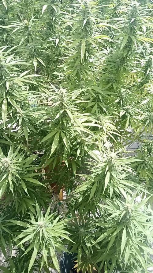 LA Kush Cake
