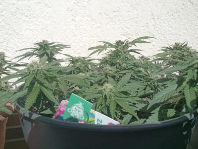 Comment by PSK23 photo #1