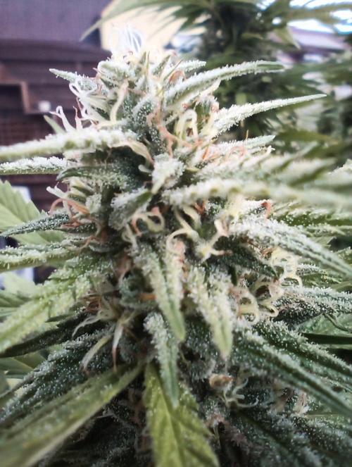 LA Kush Cake. Week 5