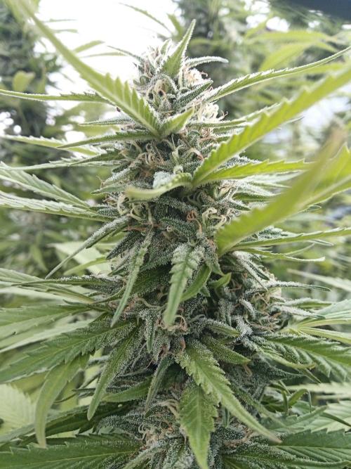 LA Kush Cake. Week 5