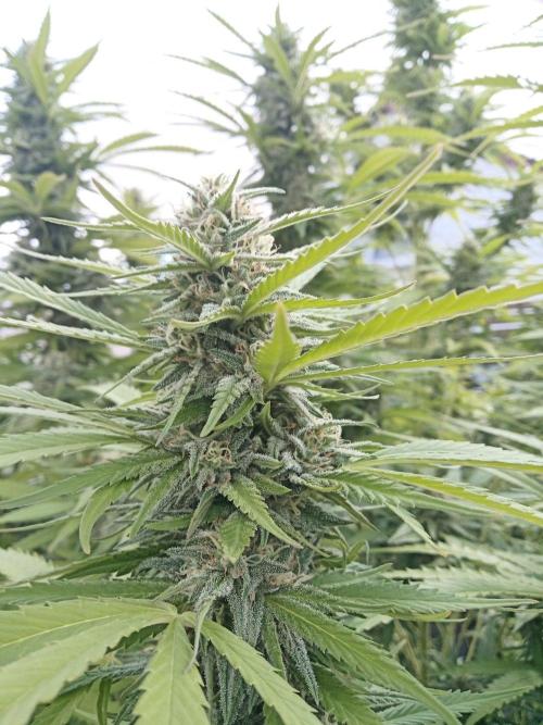 LA Kush Cake. Week 5