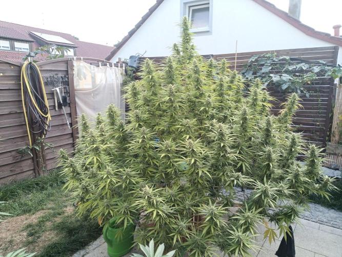 LA Kush Cake. Week 5