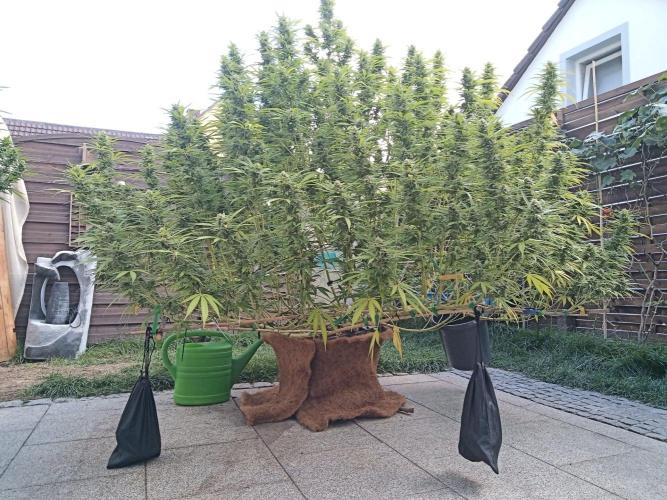 LA Kush Cake. Week 5