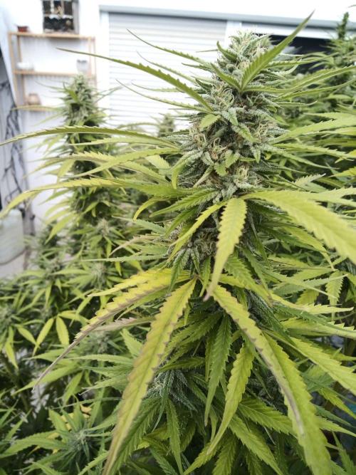 LA Kush Cake. Week 5