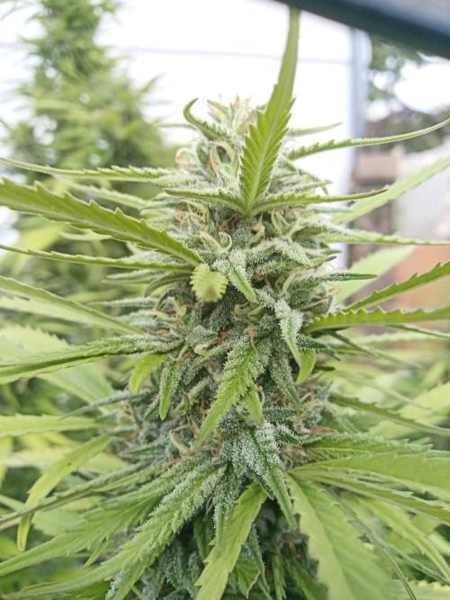 LA Kush Cake. Week 5