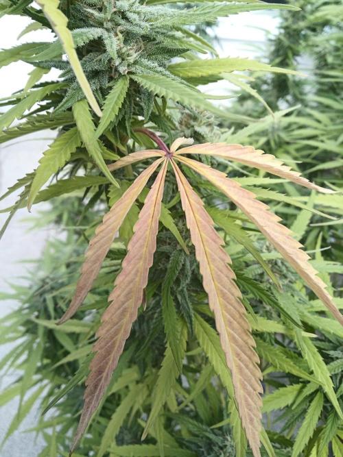 LA Kush Cake. Week 5