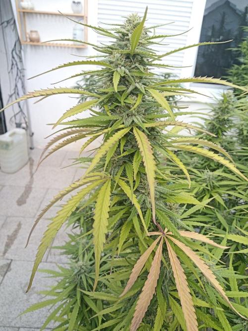 LA Kush Cake. Week 5