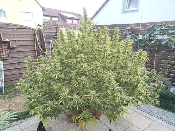 LA Kush Cake. Week 5