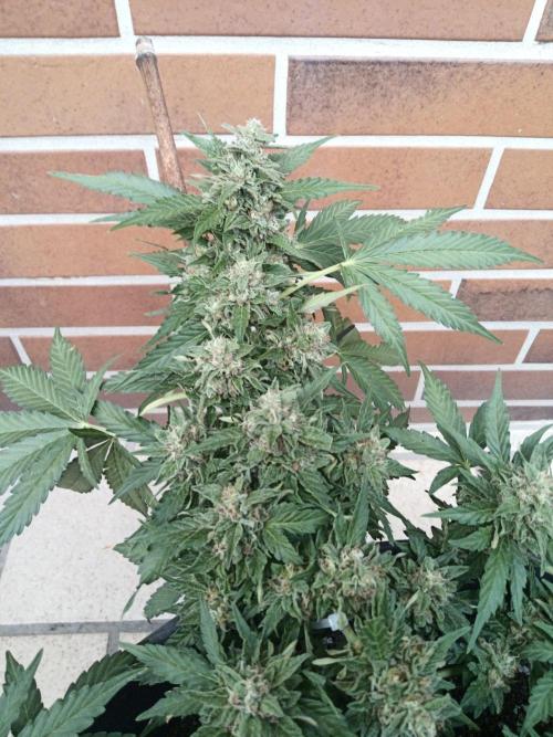 Lemon Cherry Gelato Auto ( Zamnesia ). Week 4