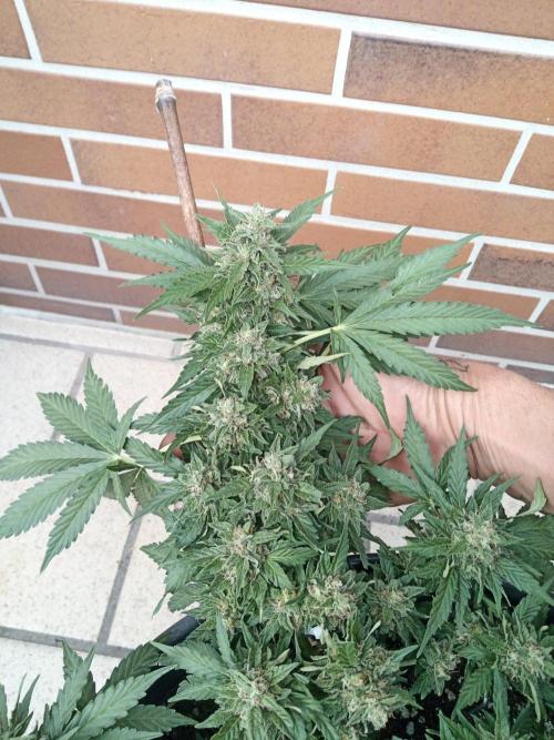 Lemon Cherry Gelato Auto ( Zamnesia ). Week 4