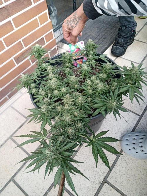 Lemon Cherry Gelato Auto ( Zamnesia ). Week 4