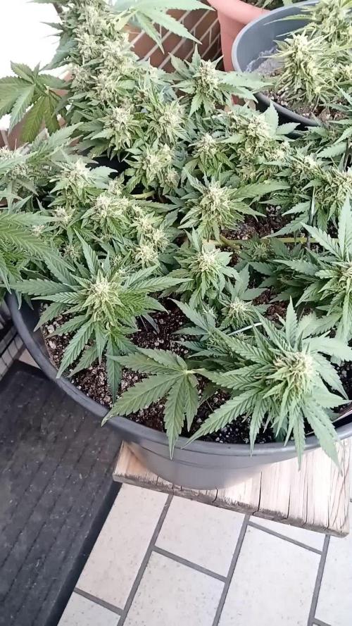 Lemon Cherry Gelato Auto and more