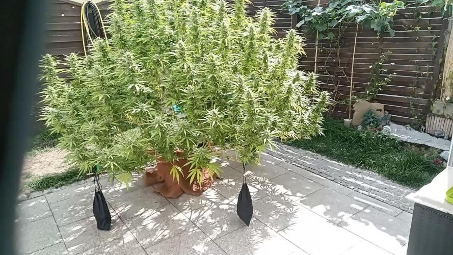 LA Kush Cake